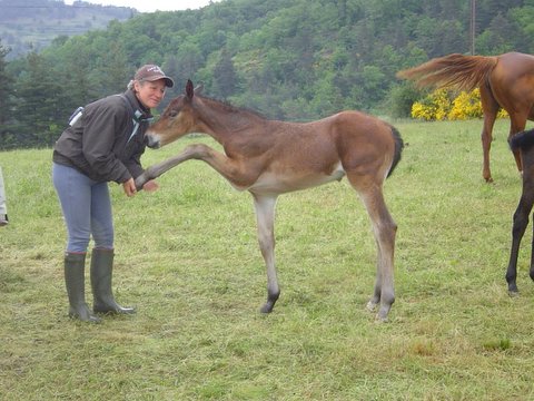 Anne-Ccile et un poulain au centre questre en Ardche